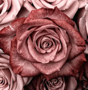 Meet your Posher, Kenzi